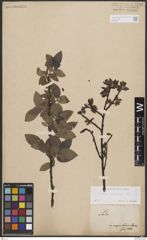 Foto von Salix borealis Fr.